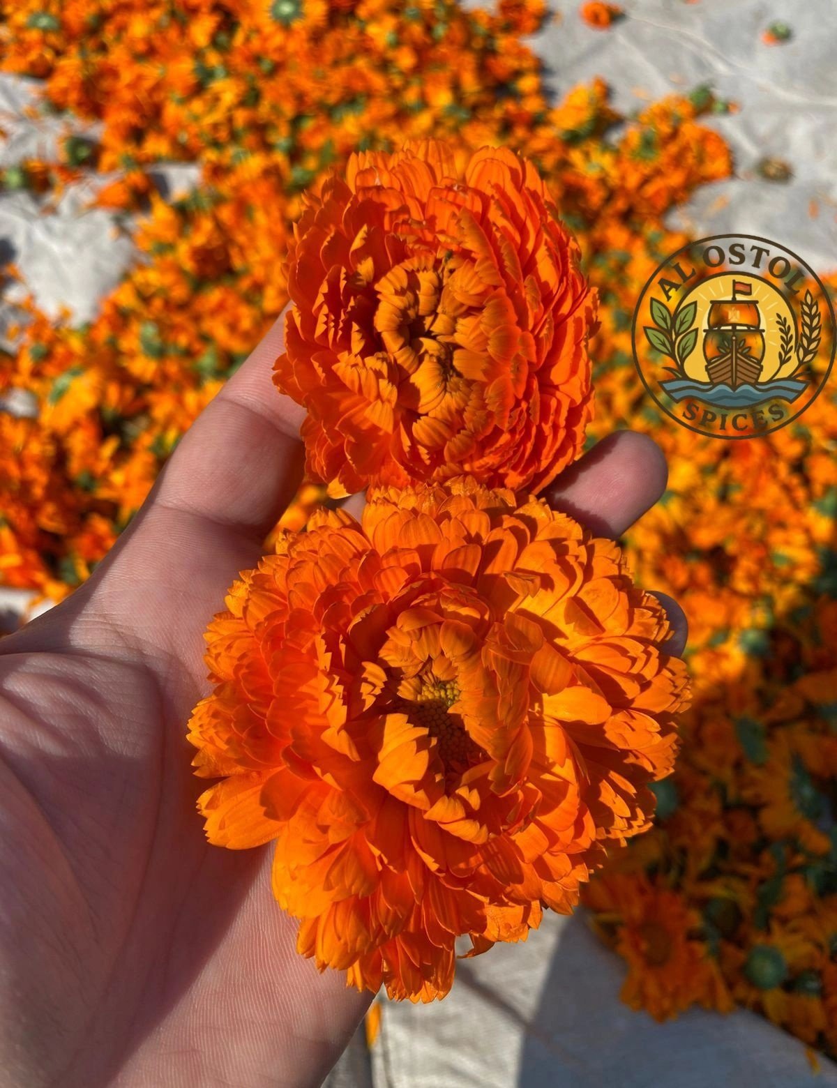 Calendula