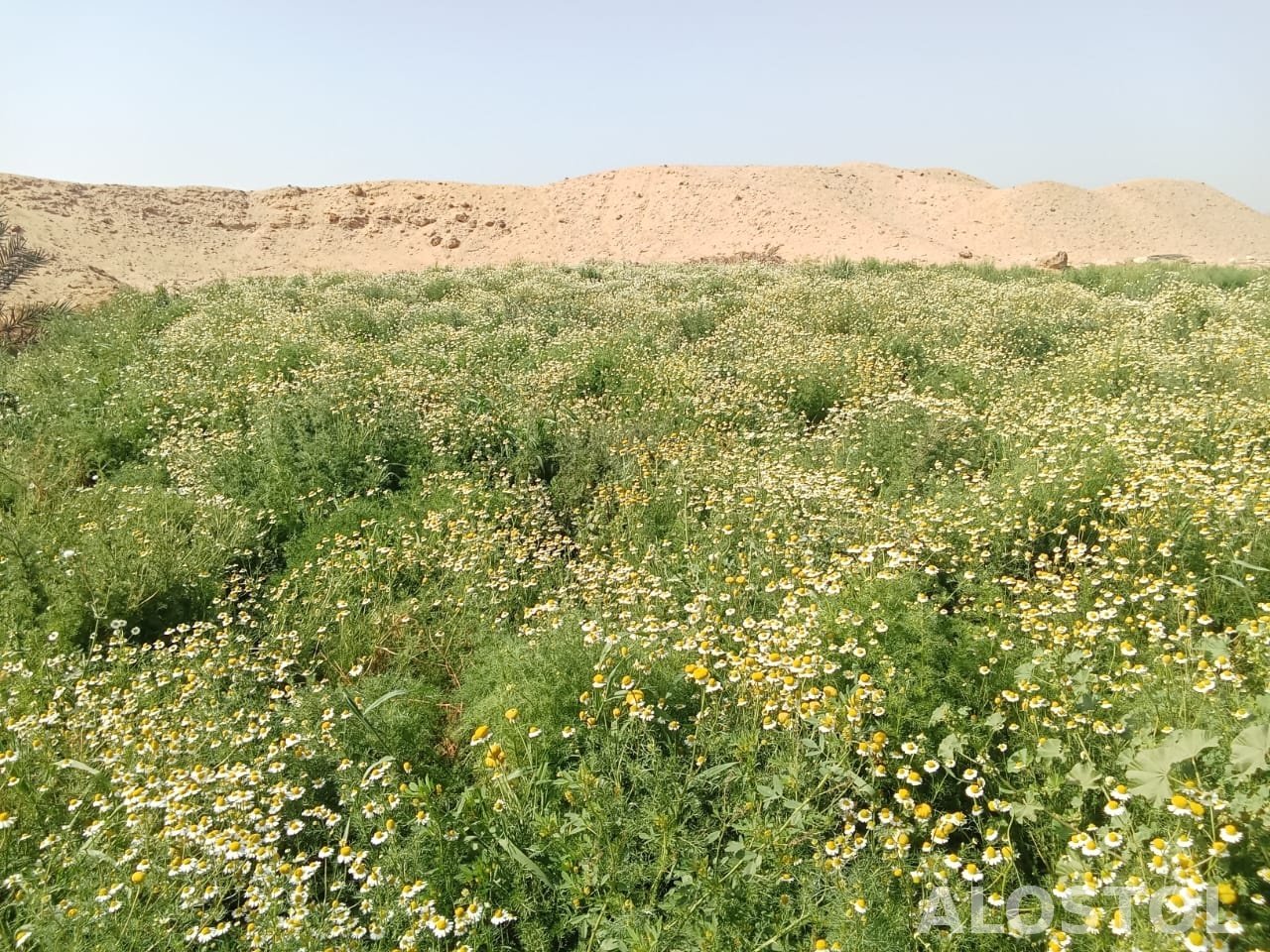 زهرة البابونج