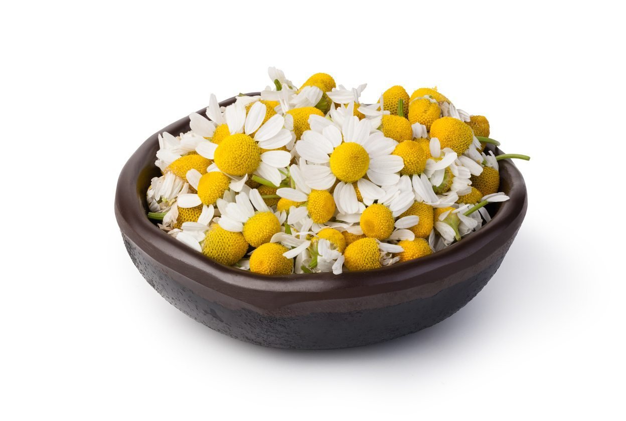 Chamomile flower